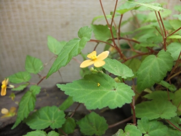 a黄色い四弁花Ｗ