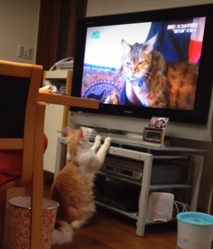 テレビの前で猫画像にかぶりつき
