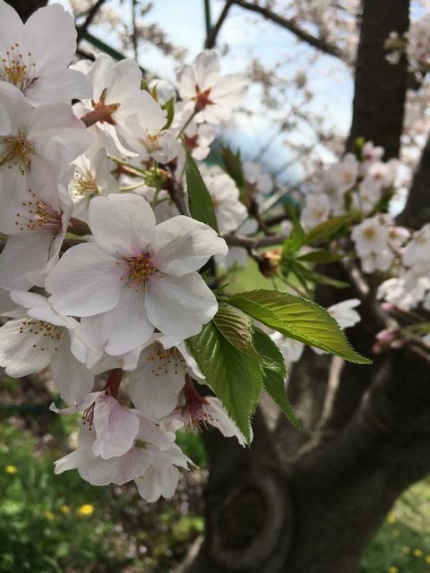 2016桜 (1)