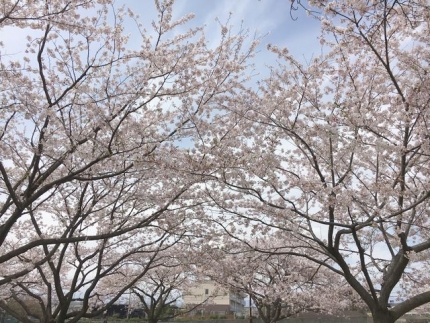 2016桜 (4)