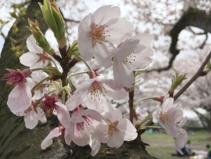 2016桜 (5)