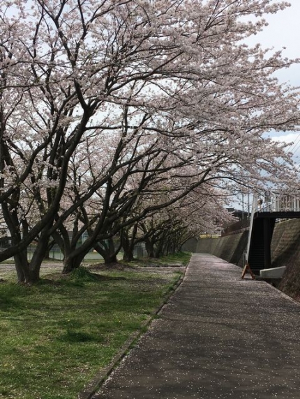 2016桜 (2)
