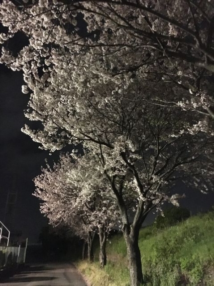 2016桜 (6)
