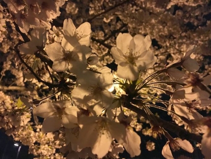 2016桜 (7)