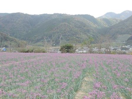 20151028 紫色の花を咲かすラッキョウ畑