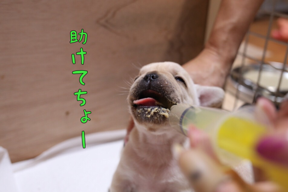 フレブル 子犬 離乳食 初日 2