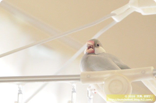あくびをする文鳥の写真