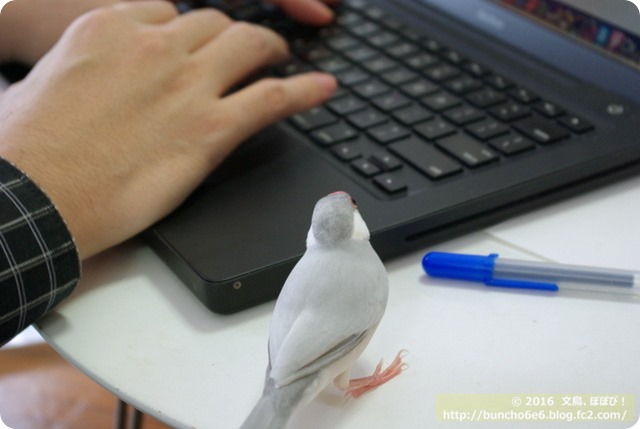 パソコンを見る文鳥の写真