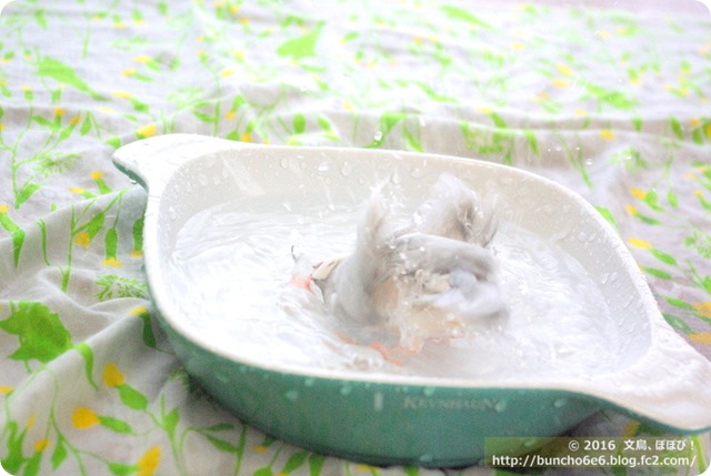水浴びをする文鳥の写真