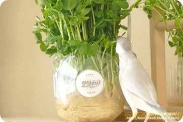 豆苗を食べる文鳥の写真