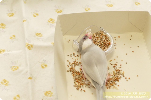 エサを食べる文鳥の写真