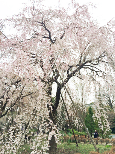 160402桜 (2)