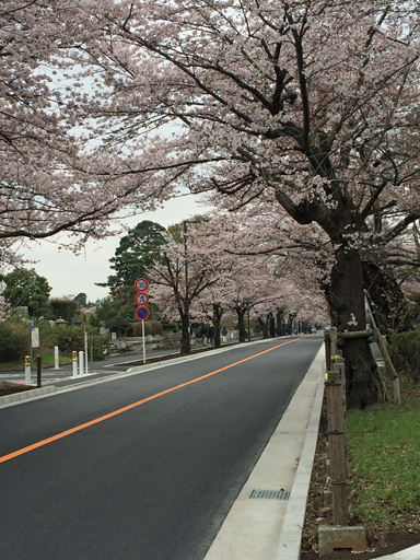 160402桜 (15)