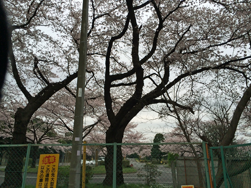160402桜 (17)
