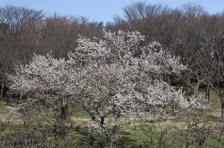 160325 根岸森林公園 白い早咲きのサクラ全景