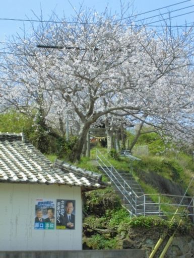 7HSKGUNF桜の木のしたで