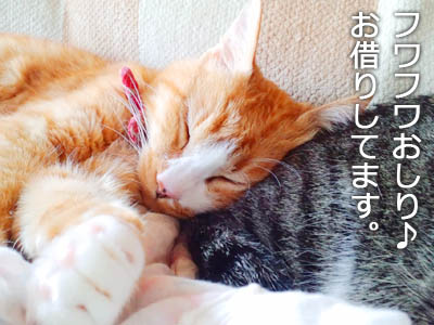 猫が猫のおしり枕で寝る光景