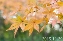 leaf_0045.jpg