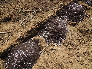 ジャガイモ　シャドークイーン　種イモ　完熟堆肥と化成肥料をかける