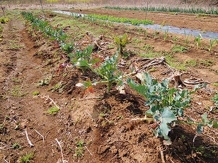 ブロッコリー栽培地