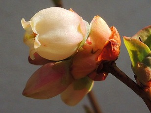 ブルーベリー　開花　（３）