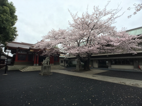 旗岡八幡神社　桜