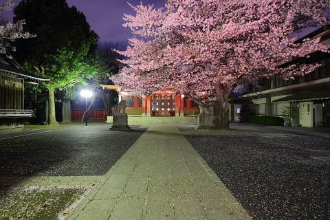 旗岡八幡神社　夜桜