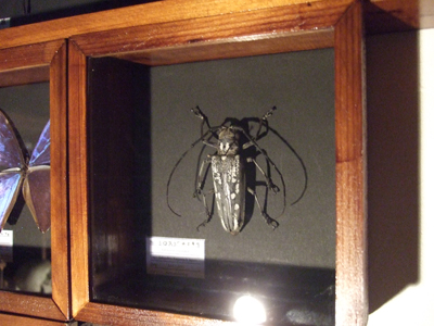 昆虫標本2