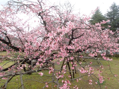 諫早公園の桜