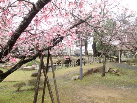 諫早公園の桜４
