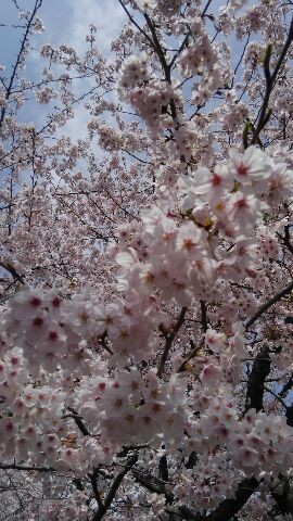 ひだまりの丘公園の桜