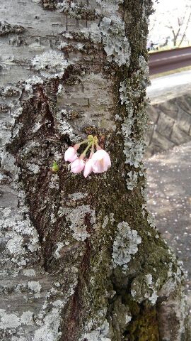 ひだまりの丘公園の桜３