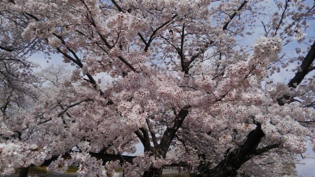 ひだまりの丘公園の桜７