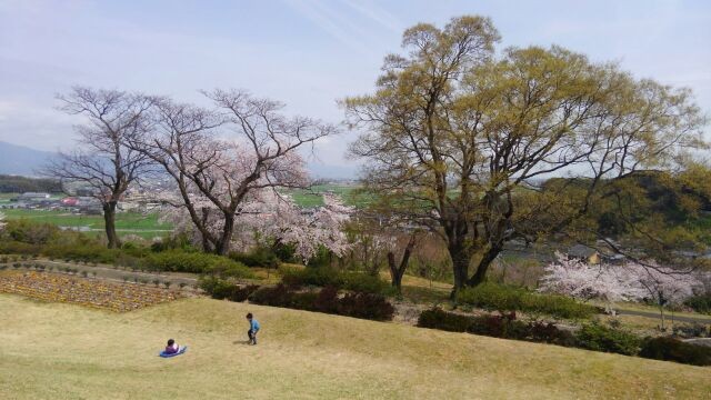 ひだまりの丘公園の桜８