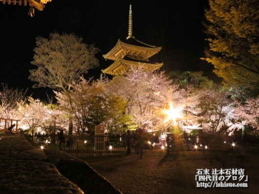 東寺桜ライトアップ2016