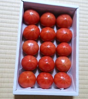 2016-03-28高知まほろばトマト-1