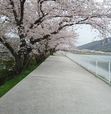 2016-04-06桜-2