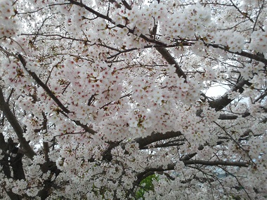 2016-04-06桜-3
