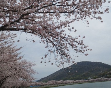2016-04-06桜-4