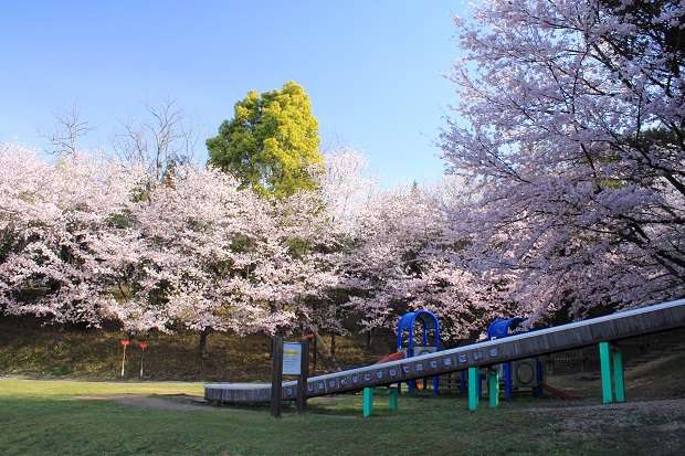とらまる公園　桜