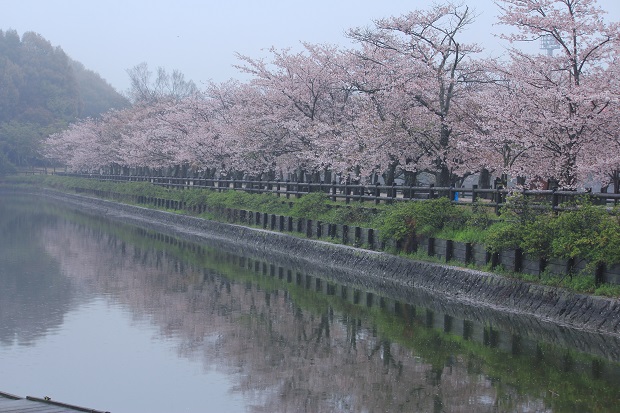 亀鶴公園　桜