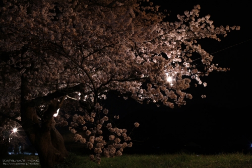 法勝寺川土手の夜桜