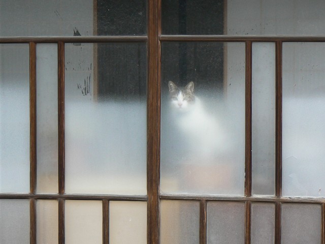 深窓の令猫