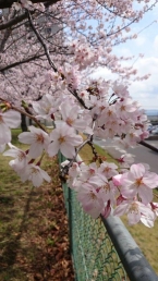奥山公園　桜