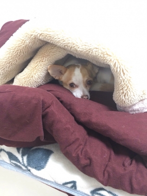 20160409130118a33.jpg