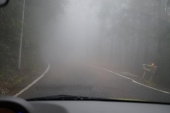 屋久島　霧の林道