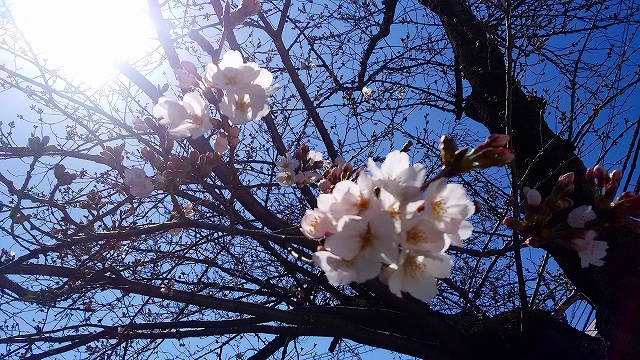 乞田川の桜2