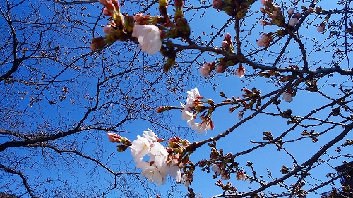 乞田川の桜3