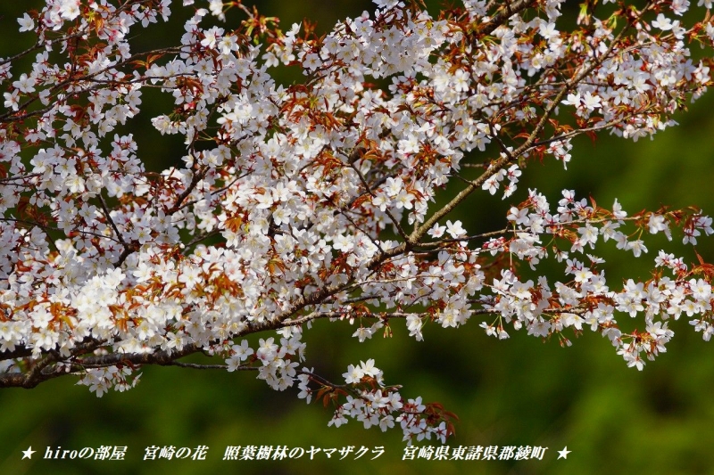 hiroの部屋　宮崎の花　照葉樹林のヤマザクラ　宮崎県東諸県郡綾町