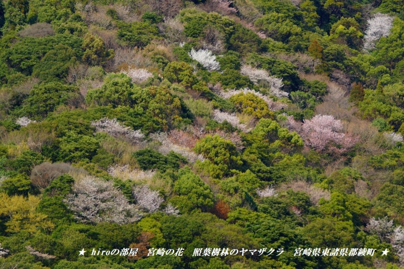hiroの部屋　宮崎の花　照葉樹林のヤマザクラ　宮崎県東諸県郡綾町